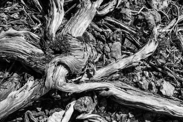 岩石上木制树枝的灰度图像 — 图库照片