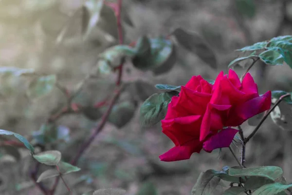 在阳光下 有选择地拍摄了一朵红色的花 — 图库照片