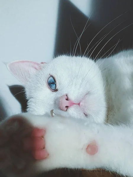 Een Verticaal Close Shot Van Een Turkse Van Kat Kijkend — Stockfoto