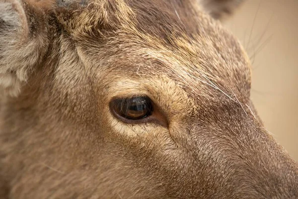 Närbild Huvudet Och Ögat Ett Rådjur — Stockfoto