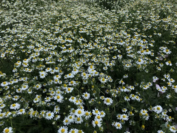 Mehrere Weiße Blüten Mit Gelber Mitte Wachsen Auf Dem Feld — Stockfoto