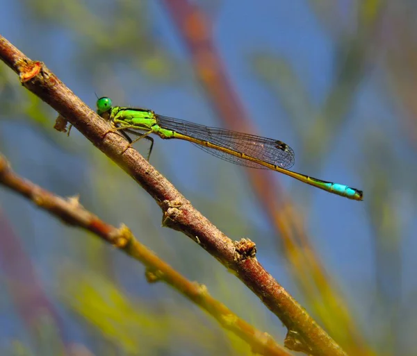 Closeup Shot Dragonfly Perched Twig Blurred Background — Stock Photo, Image