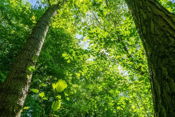 Een Lage Hoek Opname Van Prachtige Groen Gebladerde Bomen Onder — Stockfoto
