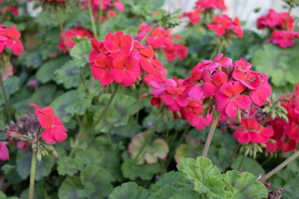 Närbild Vackra Rosa Touch Blommor — Stockfoto