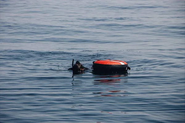 Una Persona Che Tuffa Nel Mare Con Anello Gonfiabile — Foto Stock