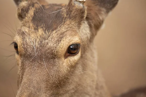 鹿的头部和眼睛的特写镜头 — 图库照片
