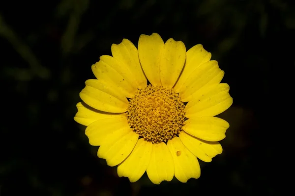 Bunga Bunga Crown Daisy Kuning Yang Sepenuhnya Terbuka Chrysanthemum Coronarium — Stok Foto