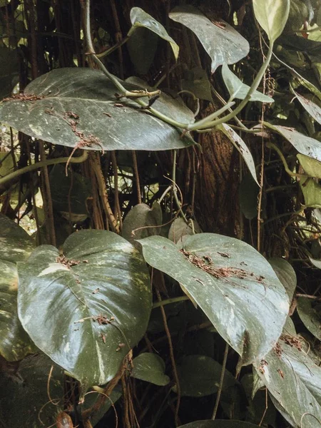 브라질의 우림에서 식물을 수직으로 — 스톡 사진