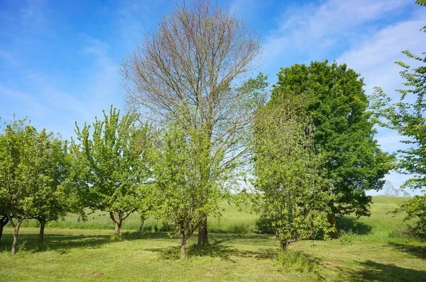 Beautiful Green Trees Field Blue Sky Background — Stock Photo, Image