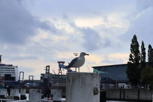 Kiel Germania Mar 2020 Vista Porto Kiel Con Traghetti Piccole — Foto Stock