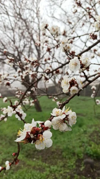 Eine Vertikale Aufnahme Einer Aprikosenblüte — Stockfoto