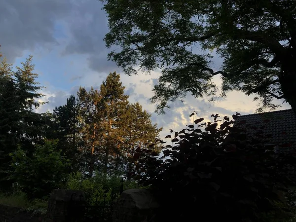 Несколько Деревьев Потемневшим Небом Полным Облаков — стоковое фото