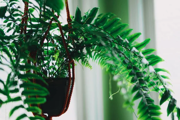 背景がぼやけている室内用機械シダ植物 — ストック写真