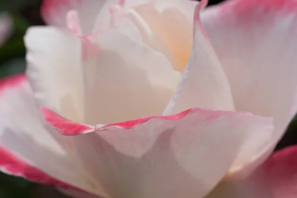 Zbliżenie Strzał Biały Kwiat Róży Pod Słońcem — Zdjęcie stockowe