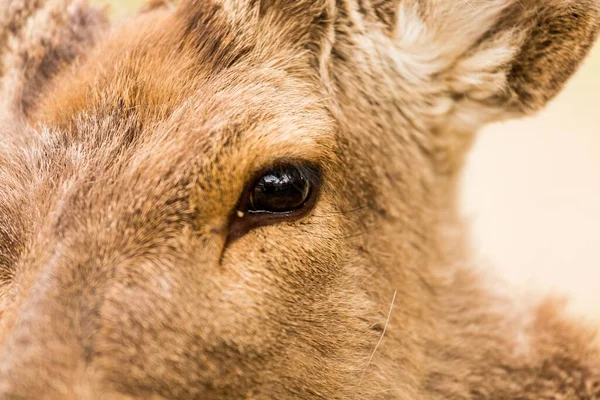 Närbild Huvudet Och Ögat Ett Rådjur — Stockfoto