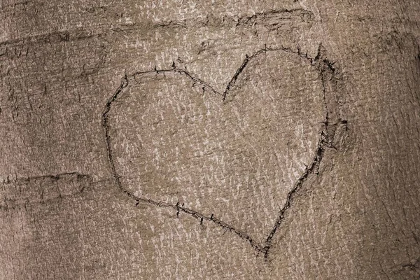 Крупный План Сердца Вырезанного Стволе Дерева Хорошо Заднего Плана — стоковое фото