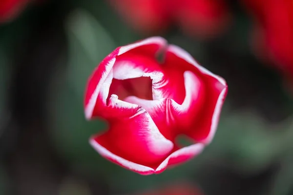 Tiro Close Uma Bela Flor Rosa Jardim Rosa — Fotografia de Stock