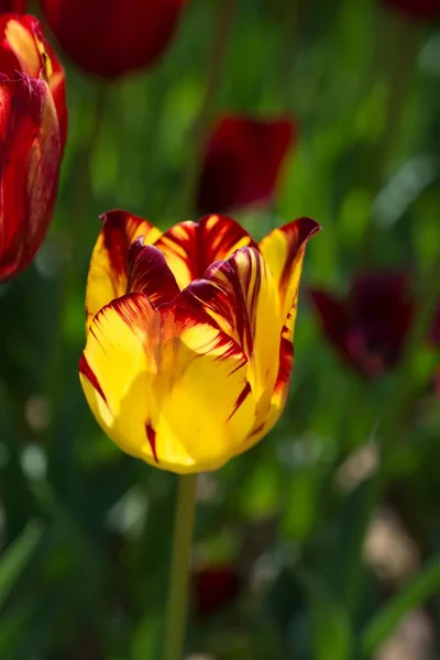 Eine Nahaufnahme Einer Schönen Gelben Und Kastanienbraunen Tulpe Auf Einem — Stockfoto