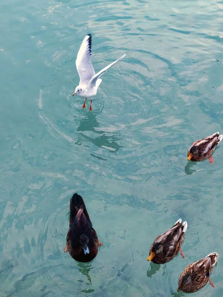 Plan Vertical Angle Élevé Canards Une Mouette Dans Une Eau — Photo