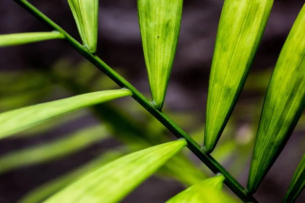 在模糊的背景上 一张明亮的绿叶的特写照片 — 图库照片