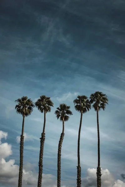 Colpo Verticale Basso Angolo Palme Catturato Sotto Cielo Nuvoloso Mozzafiato — Foto Stock