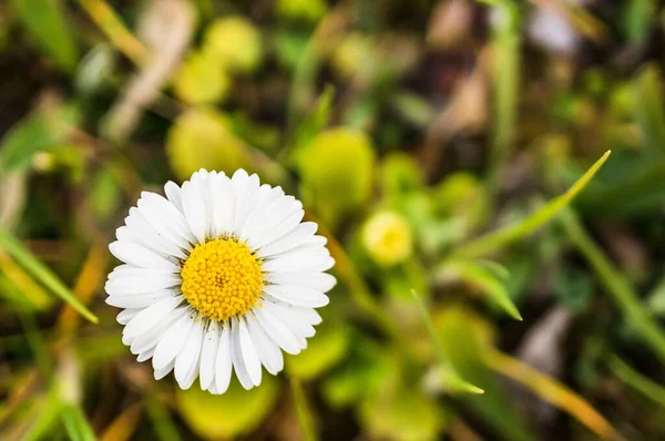 Tarlada Beyaz Bir Papatya Çiçeğinin Yakın Çekimi — Stok fotoğraf