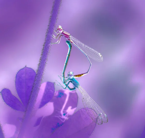 Eine Nahaufnahme Paarender Libellen Auf Violettem Hintergrund — Stockfoto