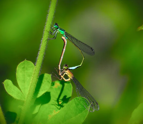 Closeup Shot Mating Dragonflies Grass Stalk Blurred Background — Stock Photo, Image