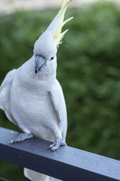 Disparo Selectivo Enfoque Cockatoo Parrot Cresta Azufre Blanco —  Fotos de Stock