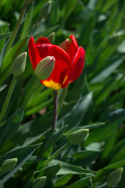 Eine Vertikale Nahaufnahme Einer Roten Tulpe Und Knospen Einem Feld — Stockfoto