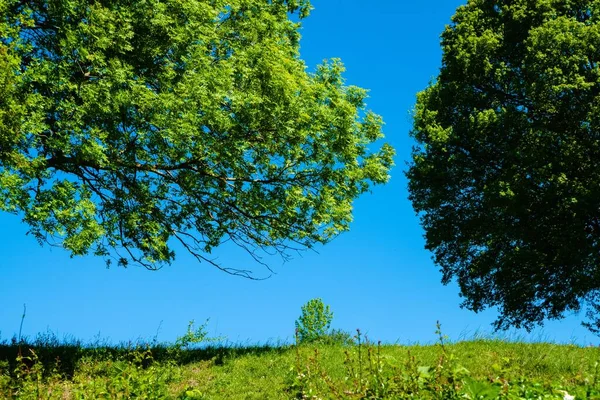 Una Foto Ángulo Bajo Hermosos Árboles Hojas Verdes Bajo Cielo — Foto de Stock