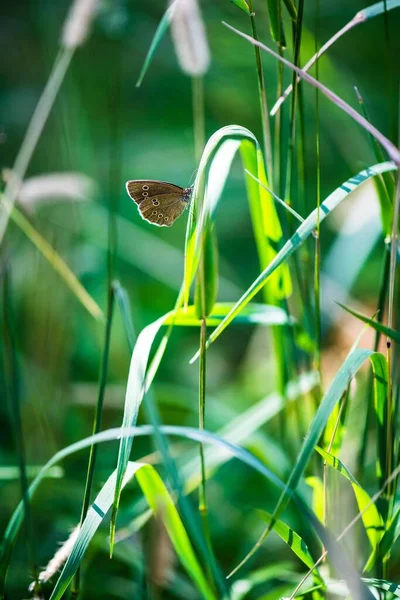 Ein Vertikales Bild Eines Schmetterlings Auf Einer Pflanze Sonnenlicht — Stockfoto