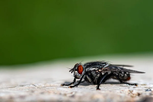 Tiro Close Uma Mosca Superfície Pedra Floresta — Fotografia de Stock