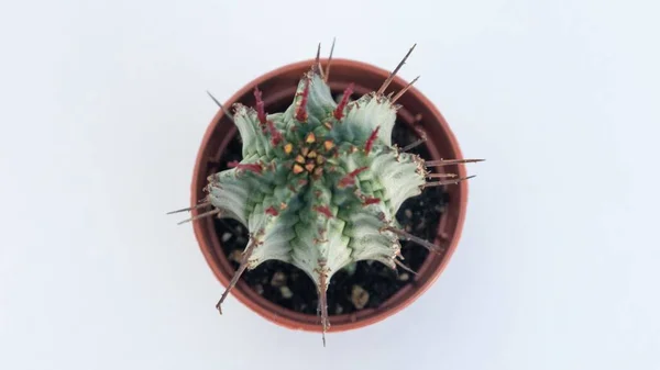 Plan Angle Élevé Cactus Dans Une Boîte Fleurs Brune Capturée — Photo