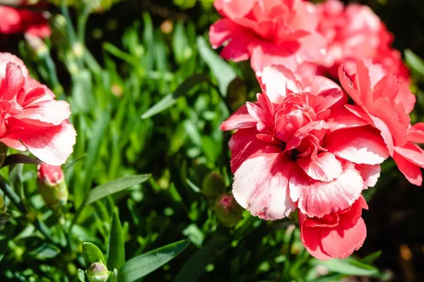 Gros Plan Belles Fleurs Oeillet Rose Dans Jardin — Photo