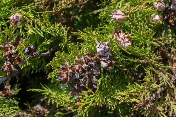 ヒノキの木に松のコーンのクローズアップ — ストック写真