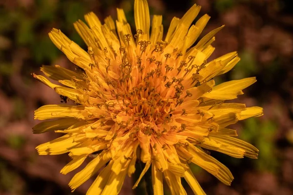 Eine Nahaufnahme Einer Exotischen Gelben Blume Die Einem Garten Aufgenommen — Stockfoto