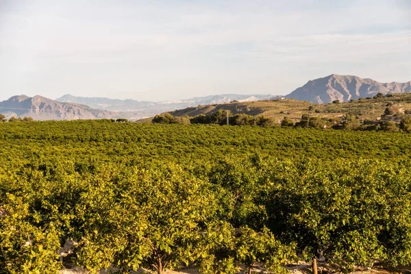 Een Prachtig Uitzicht Sinaasappelboomgaard Met Bergen Achtergrond Vastgelegd Spanje — Stockfoto