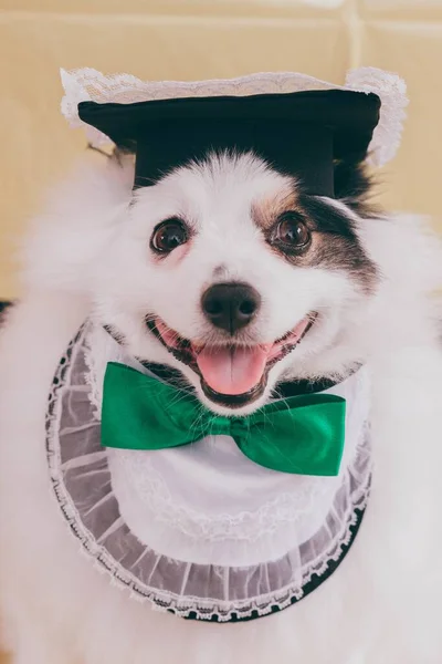 Tiro Close Cão Chihuahua Posando Usando Avental Arco Verde Bonito — Fotografia de Stock