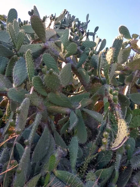 Plan Vertical Cactus Fleurs Phénomène Rare — Photo