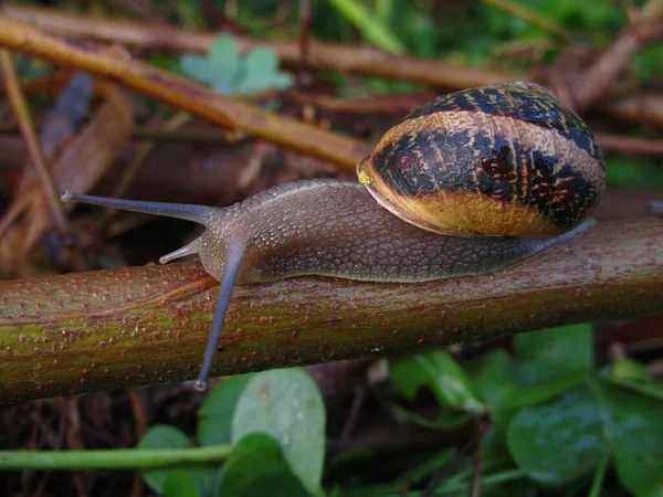 Caracol Comestível Ramo Árvore Malta — Fotografia de Stock