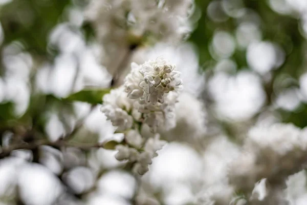 晴れた日に庭で白いライラックの花の美しいショット — ストック写真