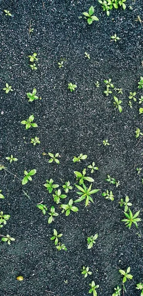 Ένα Κάθετο Πλάνο Υψηλής Γωνίας Μικροσκοπικών Πράσινων Φυτών Που Φυτεύονται — Φωτογραφία Αρχείου