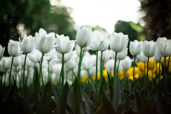 Niski Kąt Strzał Białych Tulipanów Kwitnących Polu — Zdjęcie stockowe