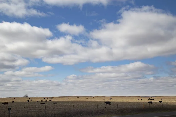 Bello Disparo Vacas Campo Bajo Cielo Nublado Azul —  Fotos de Stock