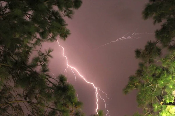 Nízký Úhel Záběru Větví Stromů Pod Bleskem — Stock fotografie