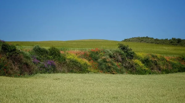 Beautiful View Green Valley Colorful Flowers Blue Sky — Stock Photo, Image