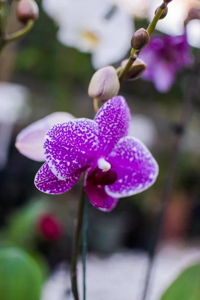 Вертикальный Селективный Фокус Пурпурного Цветка Орхидеи Мох — стоковое фото