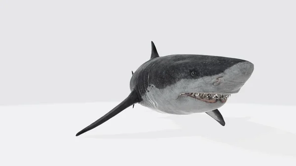 大白鲨在白色背景上被隔离的3D图像 — 图库照片