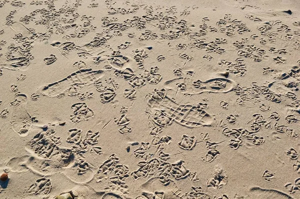 Auf Den Spuren Von Menschen Und Vögeln Sand Des Strandes — Stockfoto